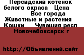 Персидский котенок белого окраса › Цена ­ 35 000 - Все города Животные и растения » Кошки   . Чувашия респ.,Новочебоксарск г.